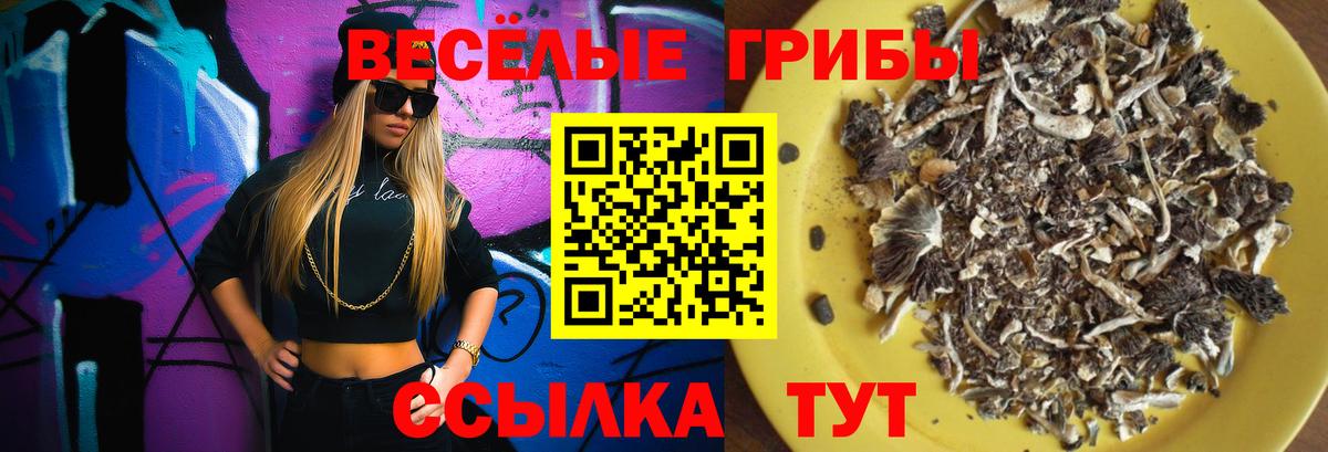 Братск  Псилоцибиновые грибы Psilocybe  закладки  Вход с VPN 